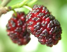 American Mulberry Berries
