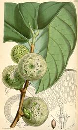 Drawing of African Breadfruit