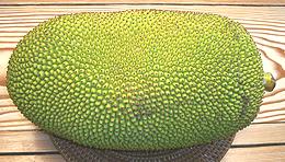 Whole Common Jackfruit Fruit