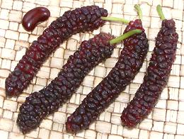 Long Mlberry Berries