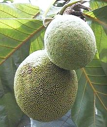 Marang Fruit on Tree