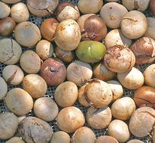 Pile of Breadnut Nuts