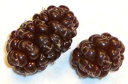 Persian Black Mulberry Berries