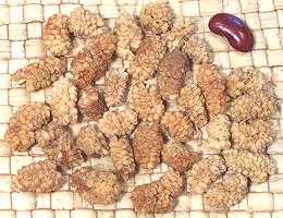 Dried White Mulberry Berries