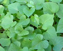 Sweet Potato Leaves