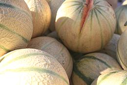 Pile of Cavallon Melon