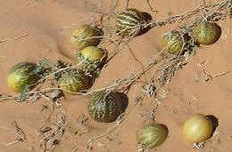 Melons on the Desert