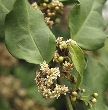 Flowering Amborella Plant