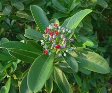  Flowering White Cinnamon Plant