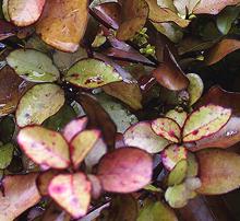 Colored Leaves