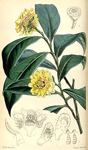 Drawing of Eupomatia laurina