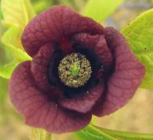 Magnolid Flower