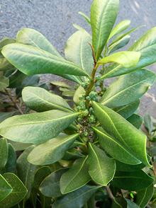 Pepper-bark Leaves & Flowers