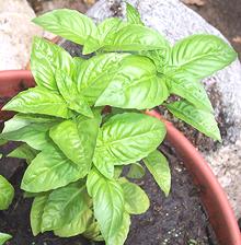 Growing Basal plant