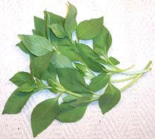 Leafy sprigs of Thai Lemon Basil