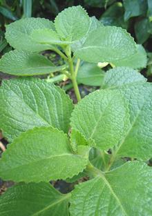 Cuban Oregano Stem and Leaves