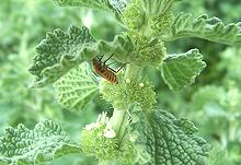 Flowering Horehound Plants