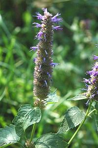 Korean Mint Flowers, Leaves