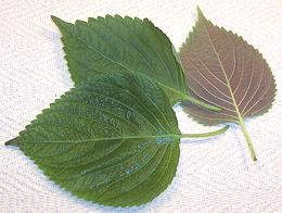 Perilla Leaves