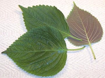 Perilla Leaves