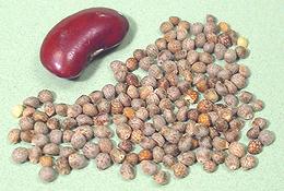 Perilla Seeds