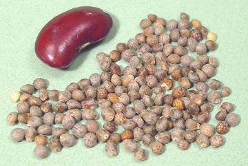 Seeds