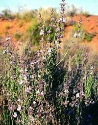 Desert Frosted Mint Shrub