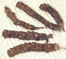 Dried Self-Heal Flower Heads