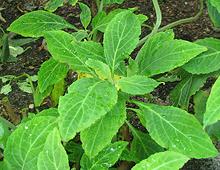 Living Diviner's Sage Plants