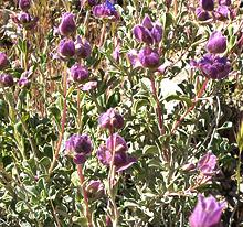 Living Tobacco Sage Plants