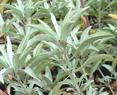 Live Giant White Sage Plants