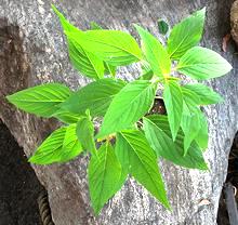 Growing Pinapple Sage Plant