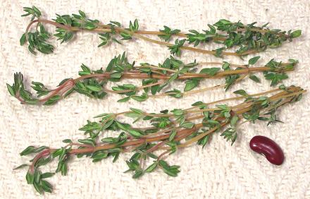 What Is a Sprig of Thyme?, Cooking School