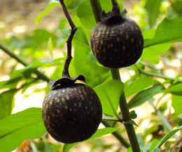 Black Plums on Tree