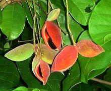 Chinese Chestnut Pods and Foliage