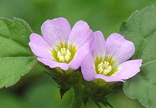 Chocolateweed Flowers and Foliage