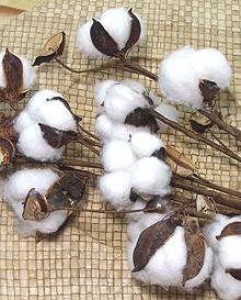 Ripe open Cotton Boles