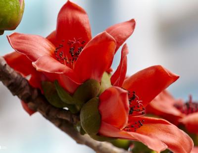 Kapok Flowers