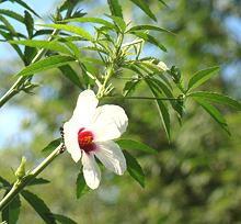 Gongura Flower and Leafy Stems