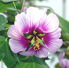 Mallow Flower