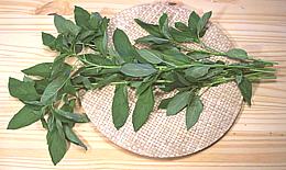 Molokhia Stems and Leaves