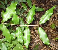 Anise Myrtle Leaves