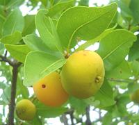 Cagaita Fruit, leaves