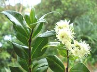 Cinnamon Myrtle Leaves, Flowers