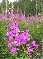 Flowering Fireweed Plants