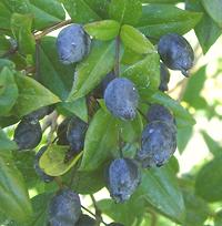 Myrtle Leaves, Blue Berries