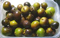 Tray of Puca Berries