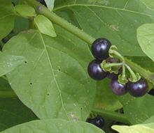 Fruiting American Nightshade