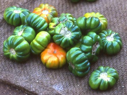 Solanum aethiopicum (african scarlet eggplant)