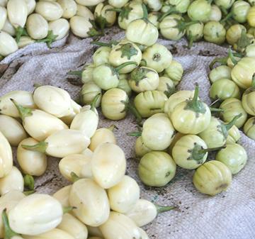 Garden Egg Eggplants, whole white